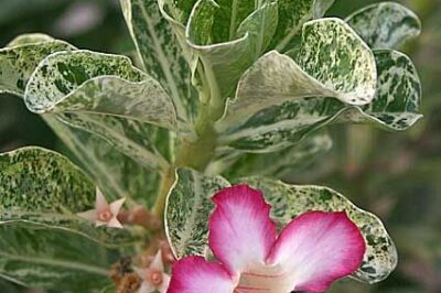 Variegated Desert Roses: Scientific Name, Origin, Colors & Life Span