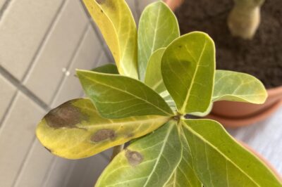 Why Desert Rose Leaves Turn Yellow: Care Tips & Solutions