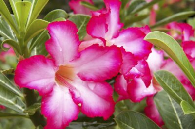Signs of Unhealthy Desert Rose Plant