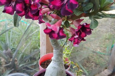 Epsom Salt Benefits for Desert Roses: Effects & Uses